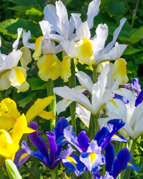 Iris hollandica Mix2